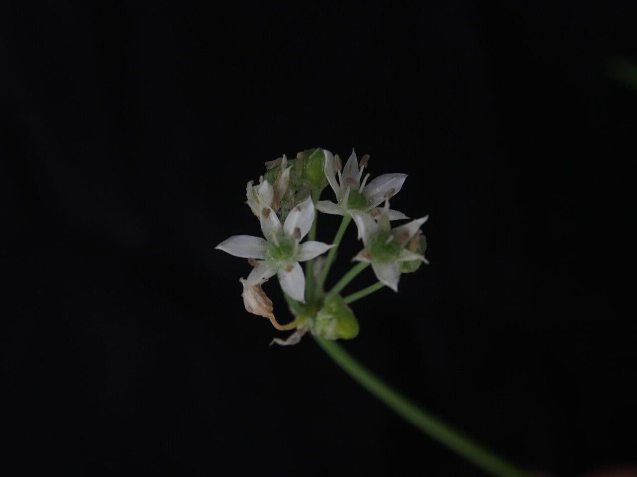 Schnittknoblauch 13