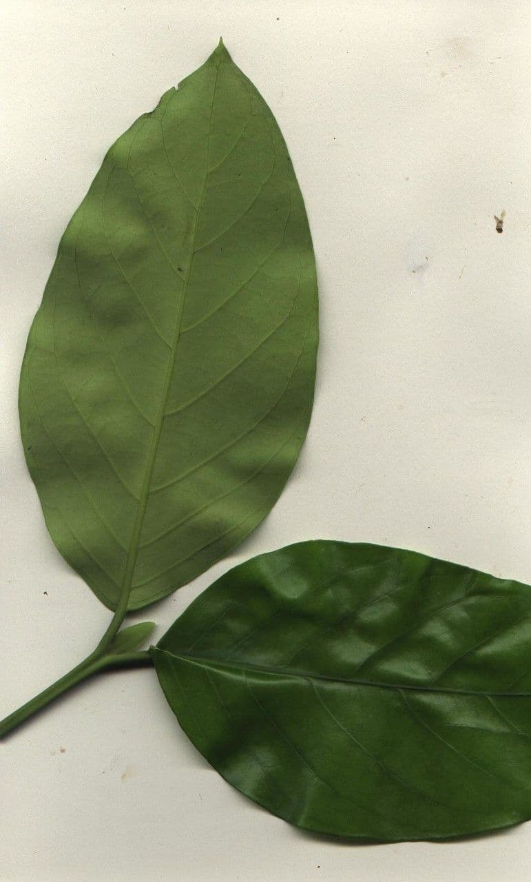 Posoqueria latifolia 21