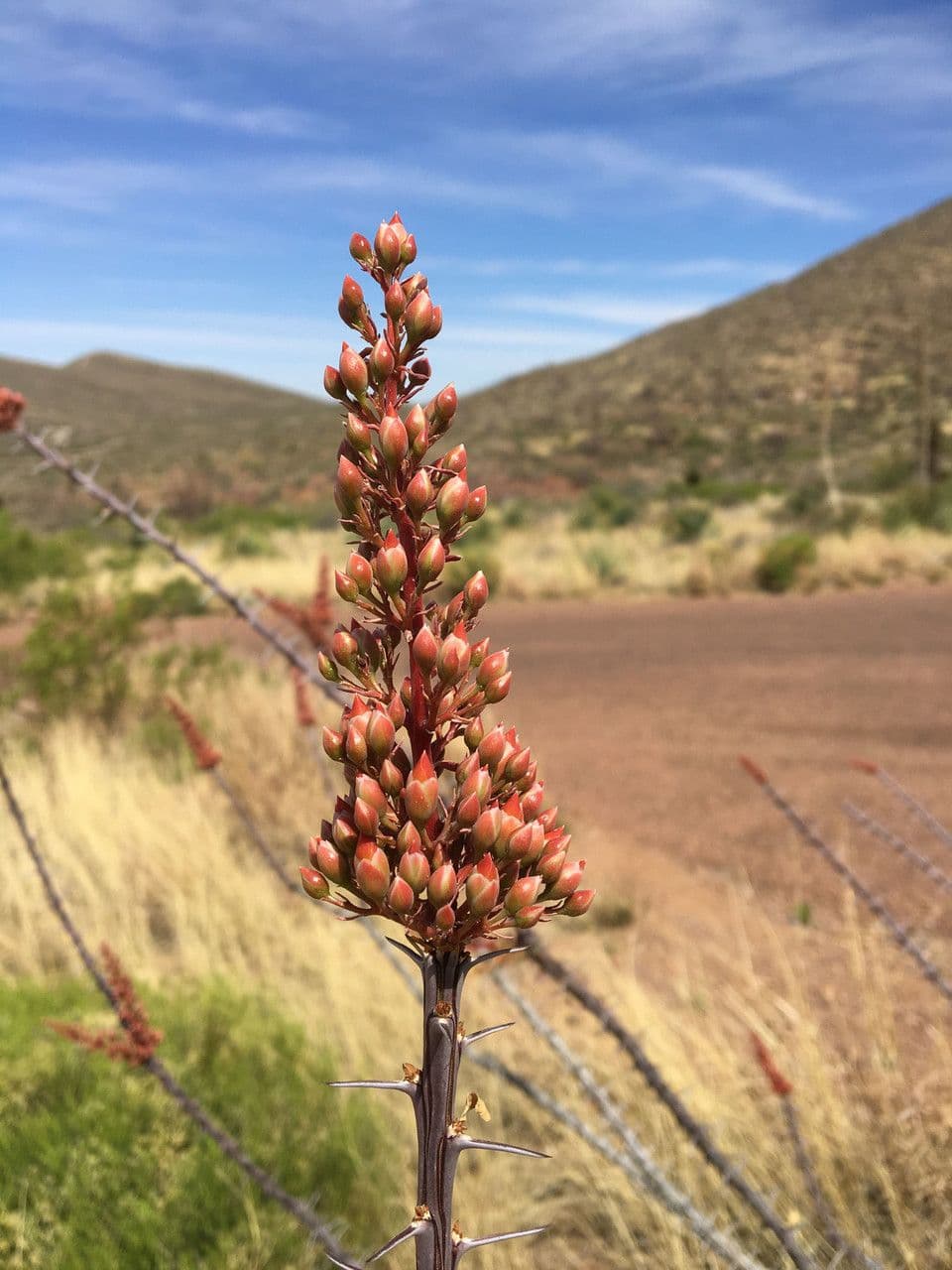 Ocotillo 5
