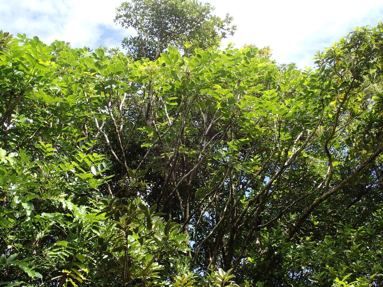 Polyscias 10