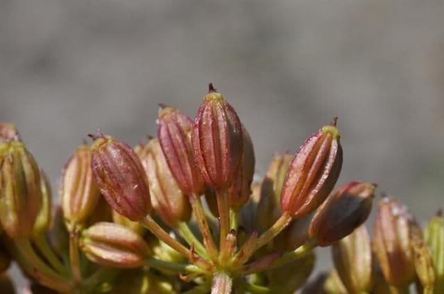 Ligusticum scoticum 5