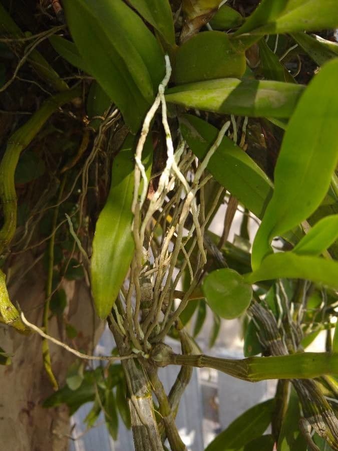 Wydler's dancing-lady orchid 23