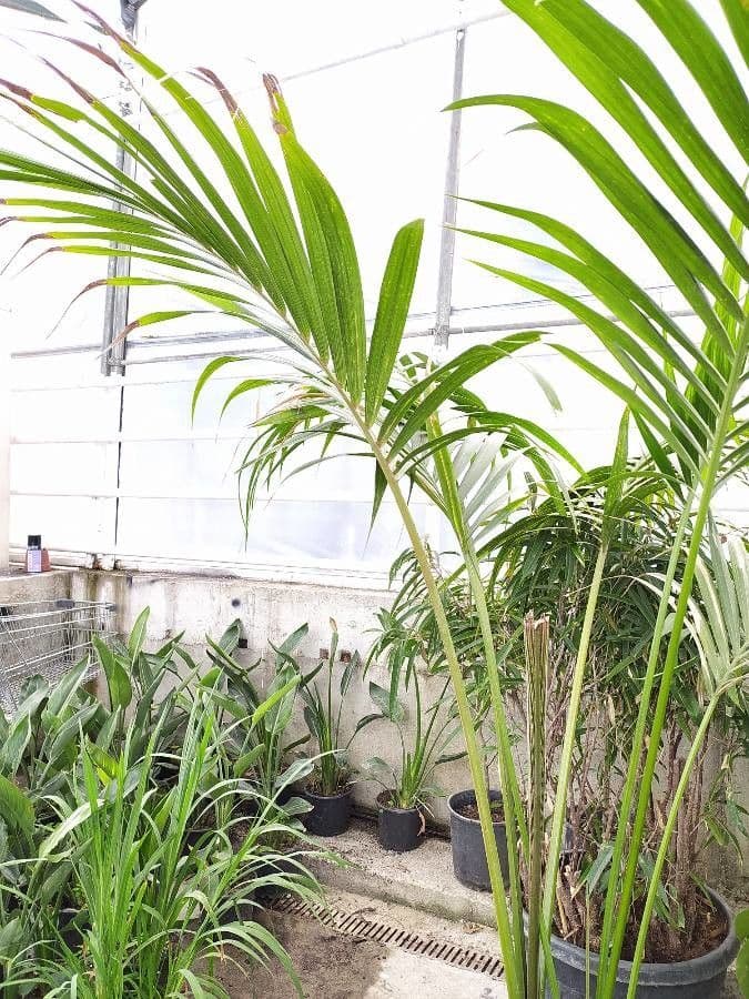 Kentiopsis 8