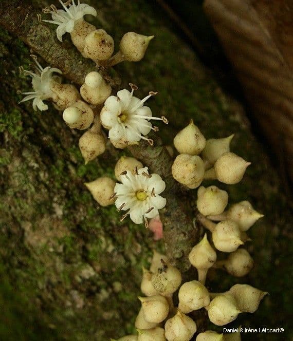 Pycnandra 2