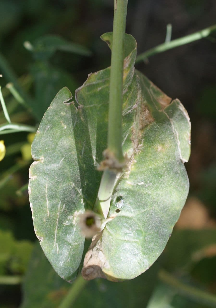 Conringia orientale 19