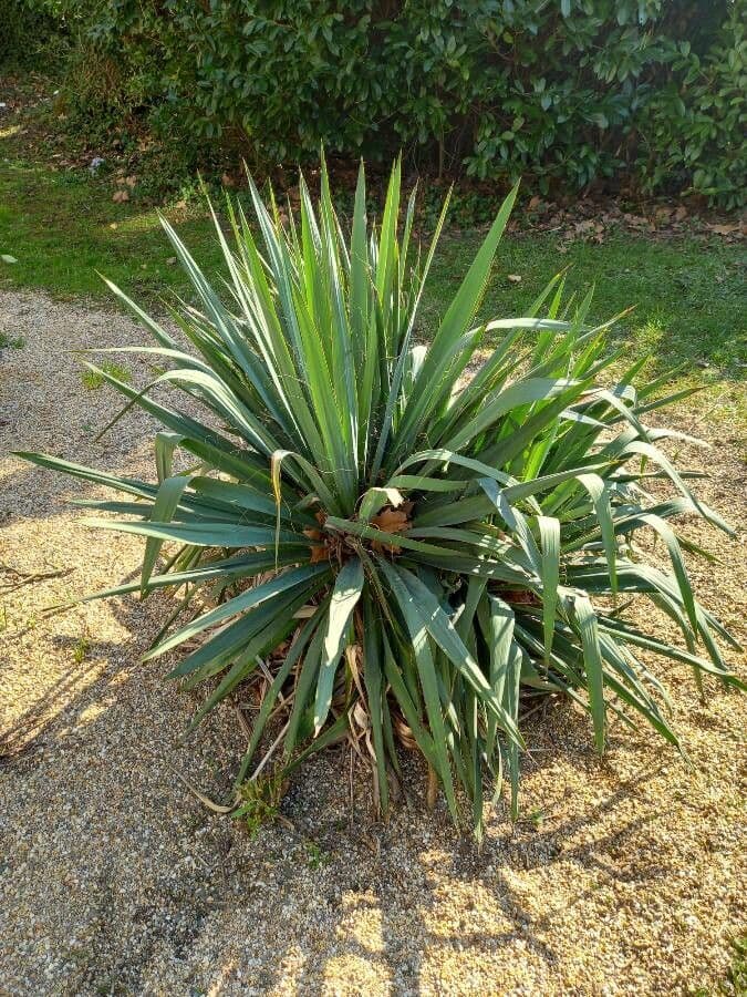 Schopf-Yucca 13
