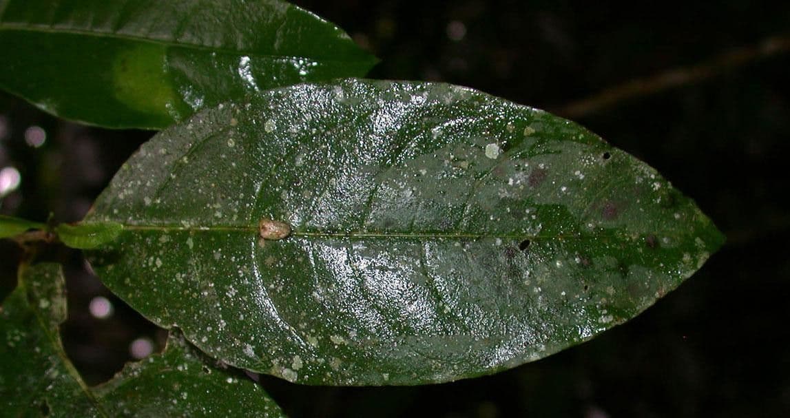 Cestrum 14