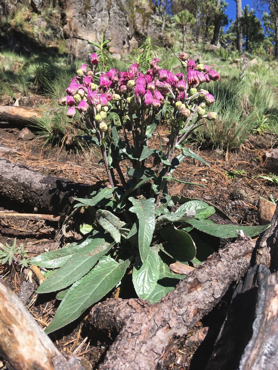 Senecio rosato 8