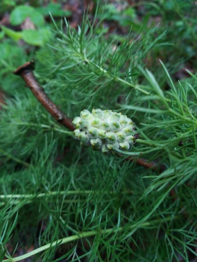Adonide primaverile 4