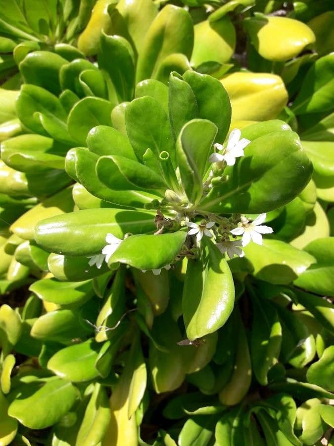 Scaevola taccada 7