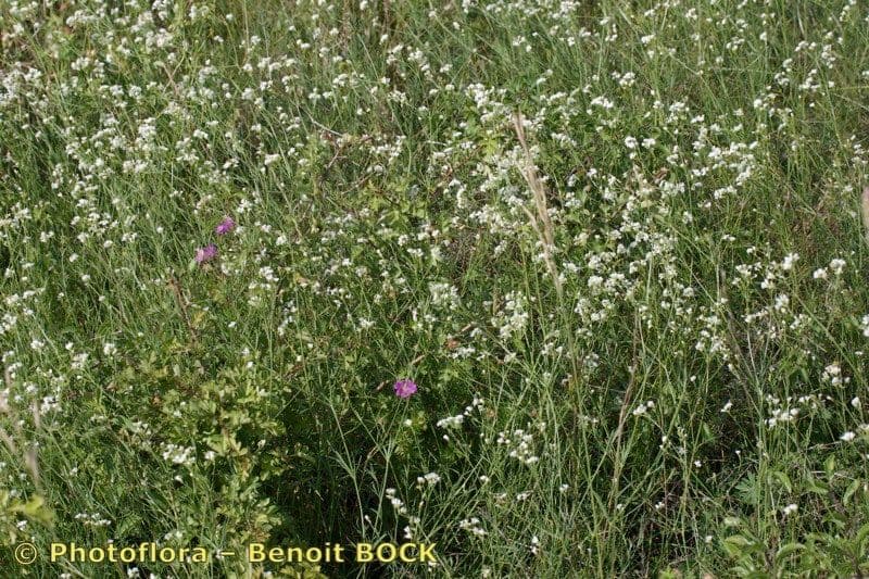 Asprella tintoria 8