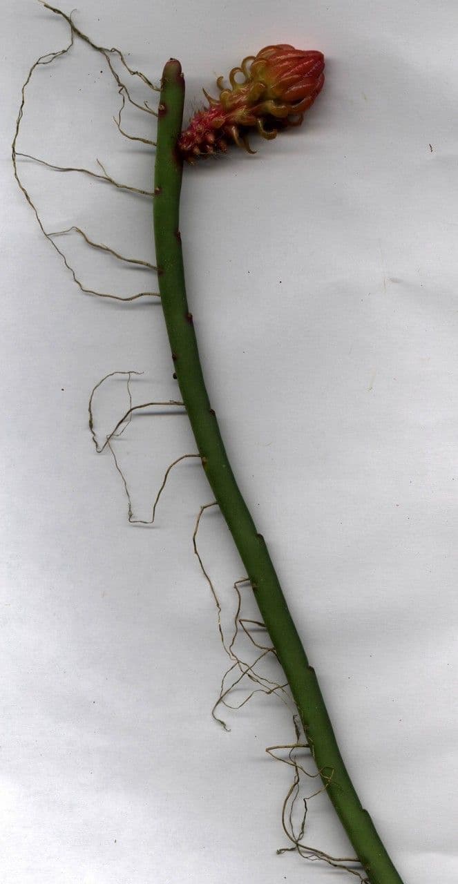 Weberocereus 17