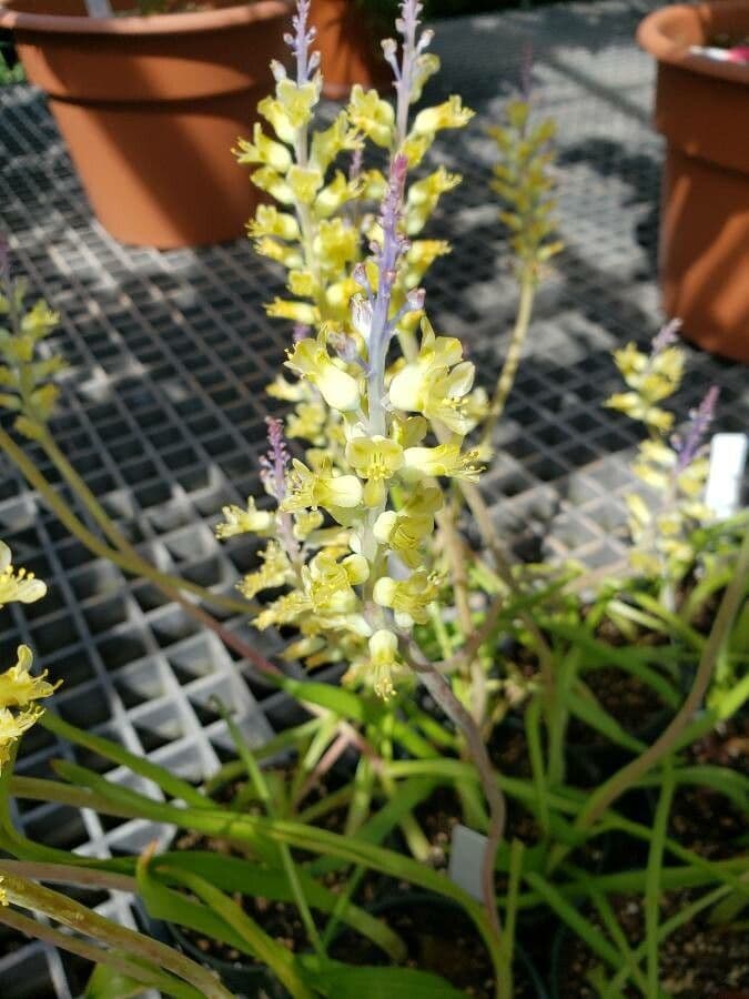 Lachenalia