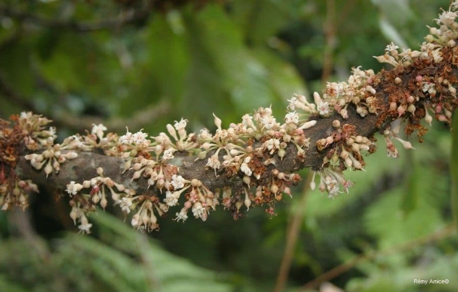 Pycnandra balansae 3
