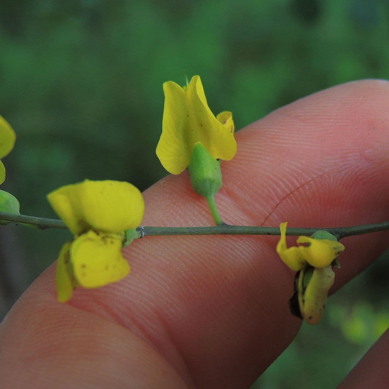 Baptisia tinctoria 7