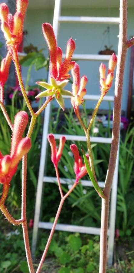 Anigozanthos 5