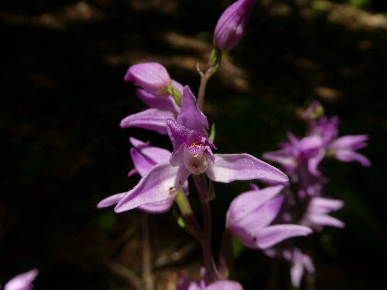 Cefalantera roja 8