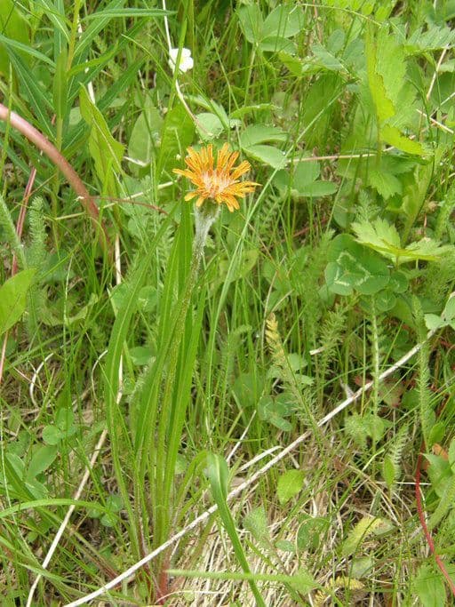 Orangefarbige Schafgarbe 7