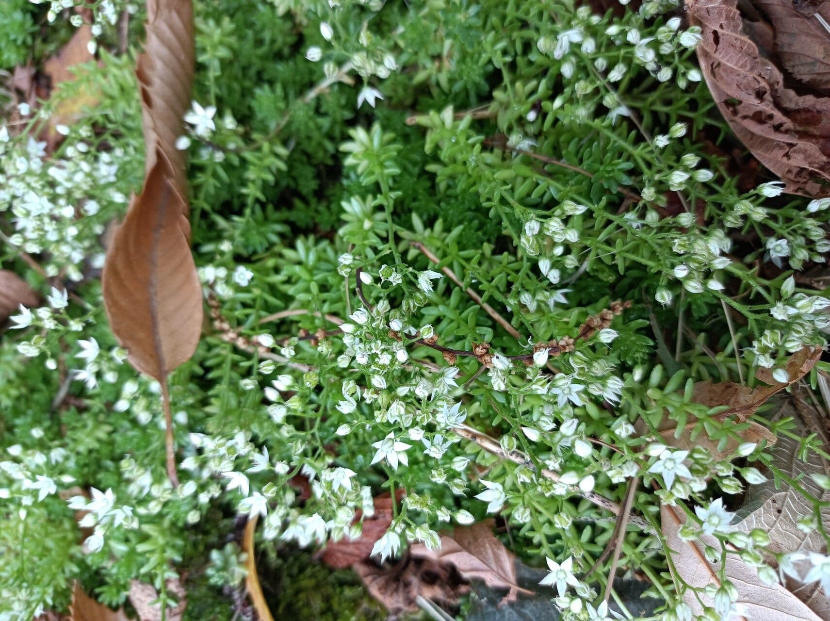 Sedum 12