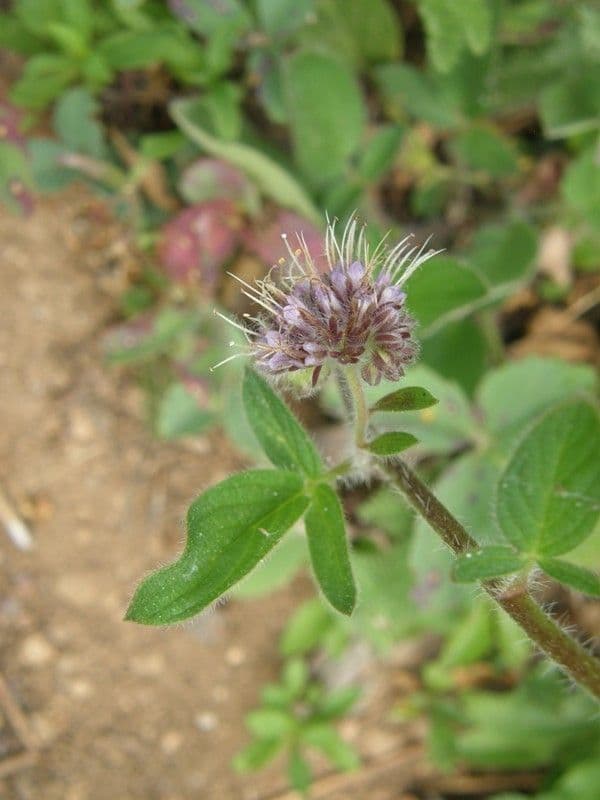 Facelia 4