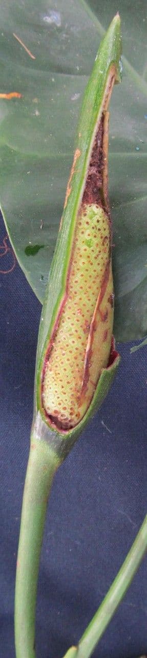 Philodendron
