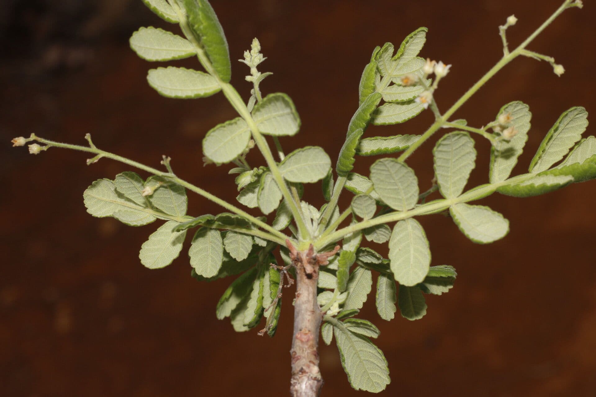 Bursera tomentosa 9