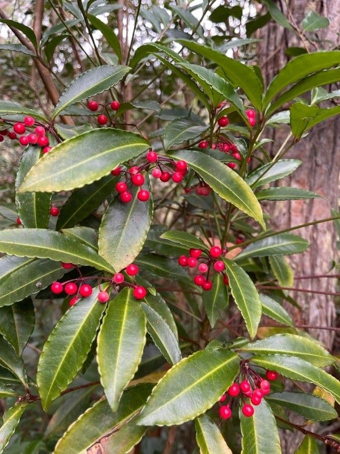 Ardisia crenata 2