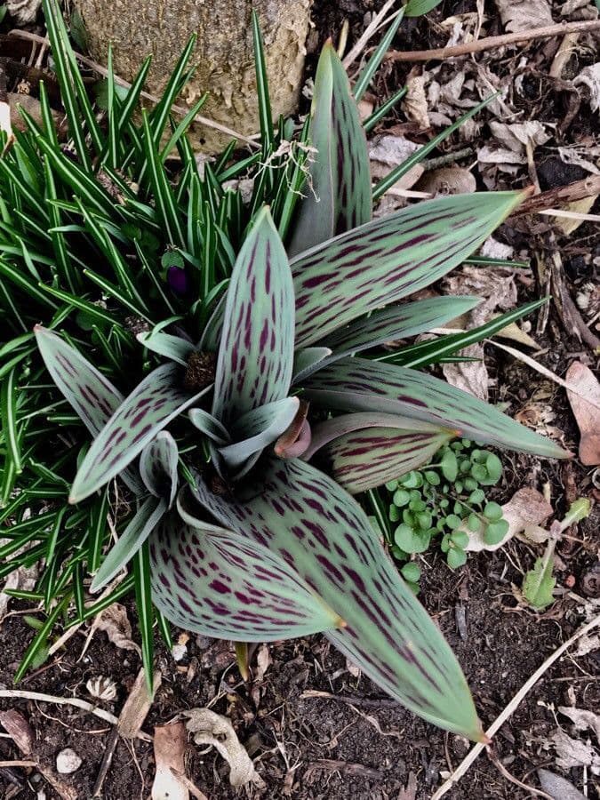 Tulipano 10
