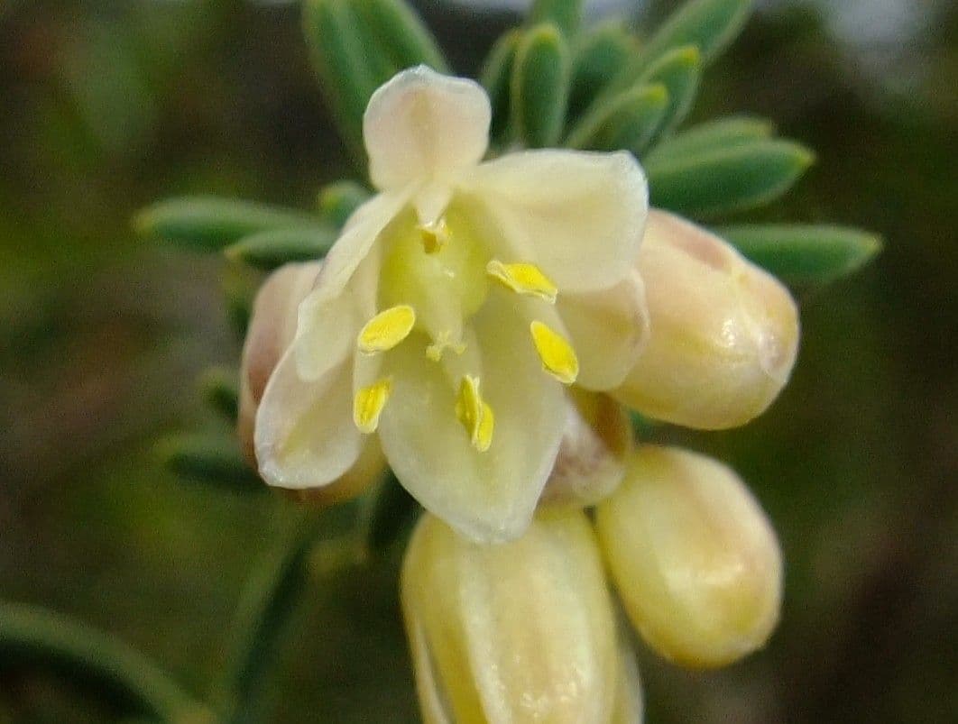 Doldiger Spargel 6