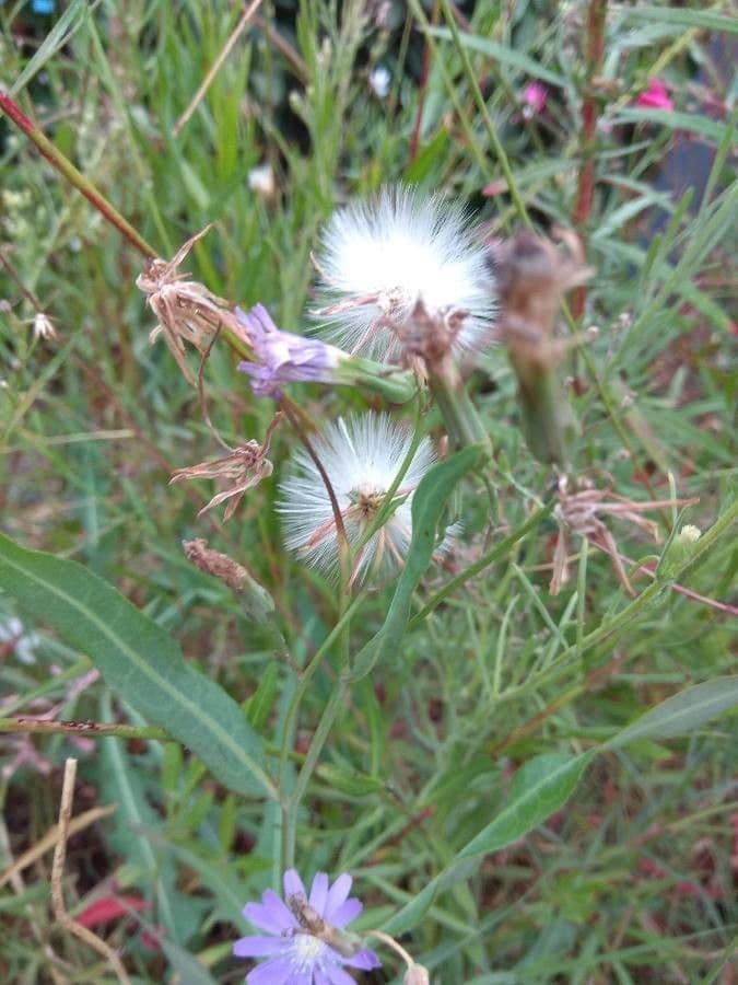 Lactuca tatarica