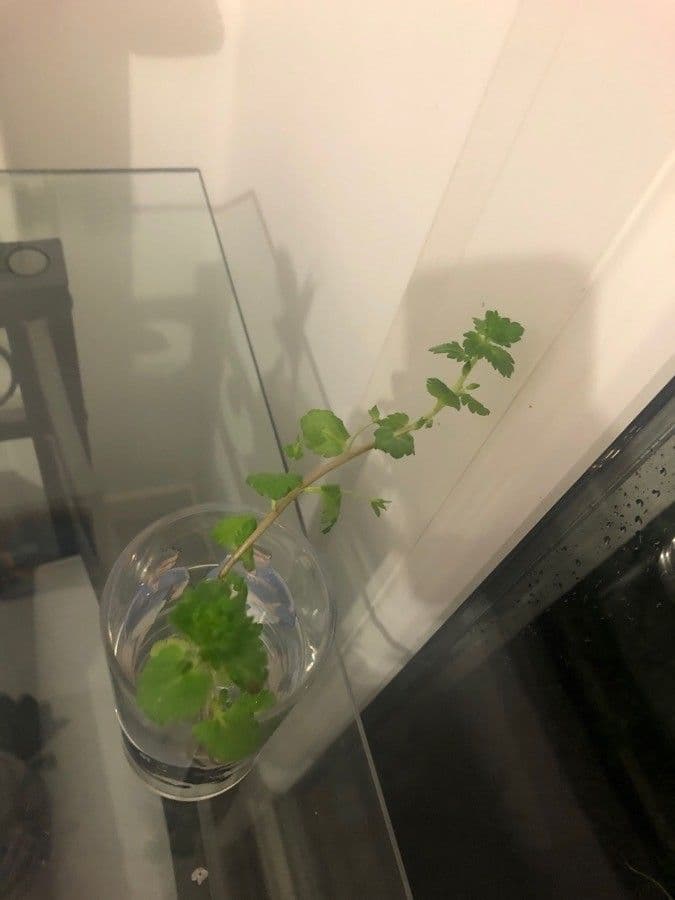 Veronica cymbalaria 14