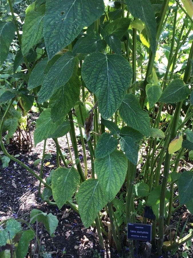Salvia 2