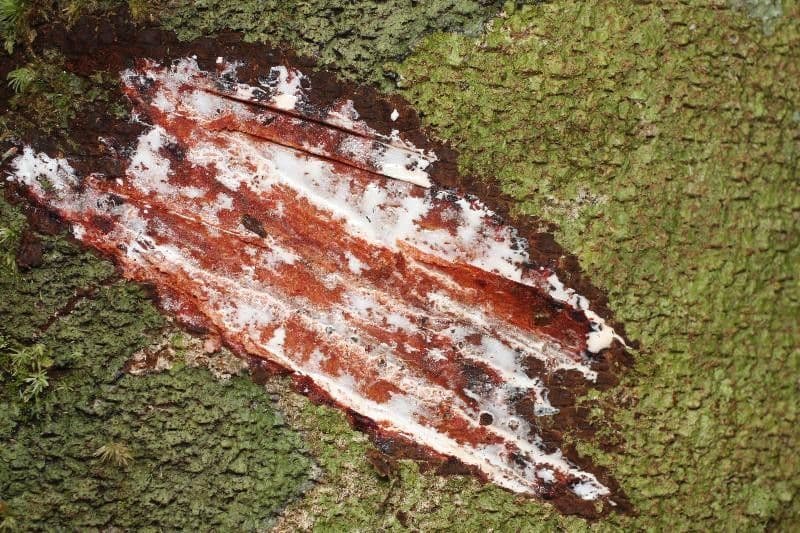 Couma guianensis 14