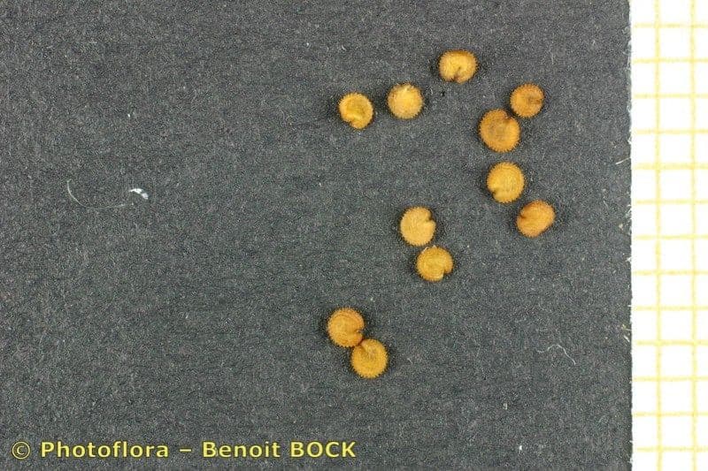 Centocchio dei boschi 19