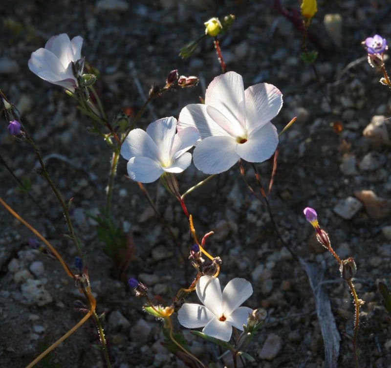Linanthus 9