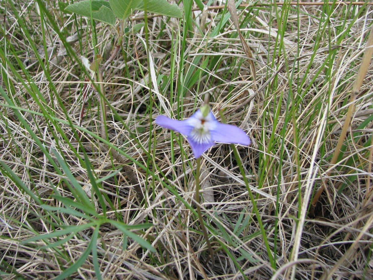 Viola pedatifida 9
