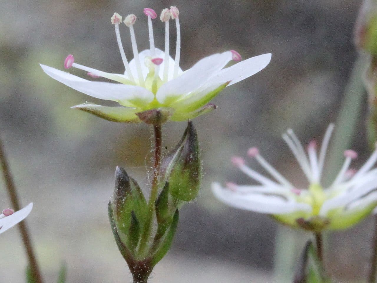 Minuartia recurva 5