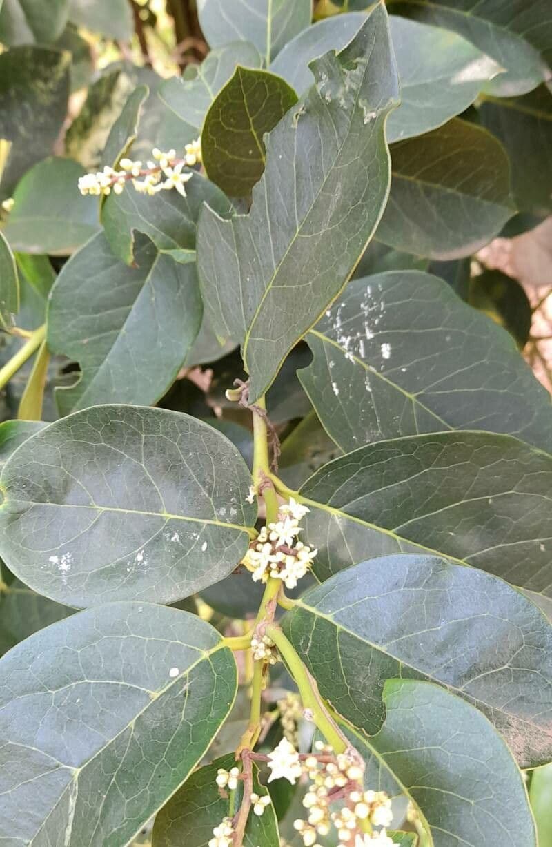 Citronela 7