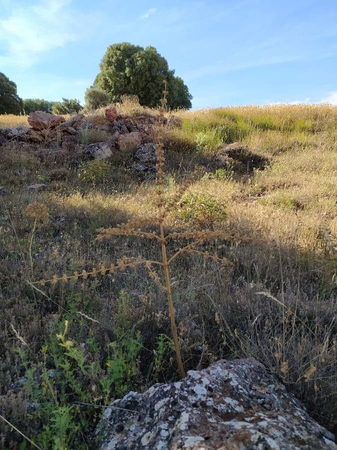 Salvia argentea