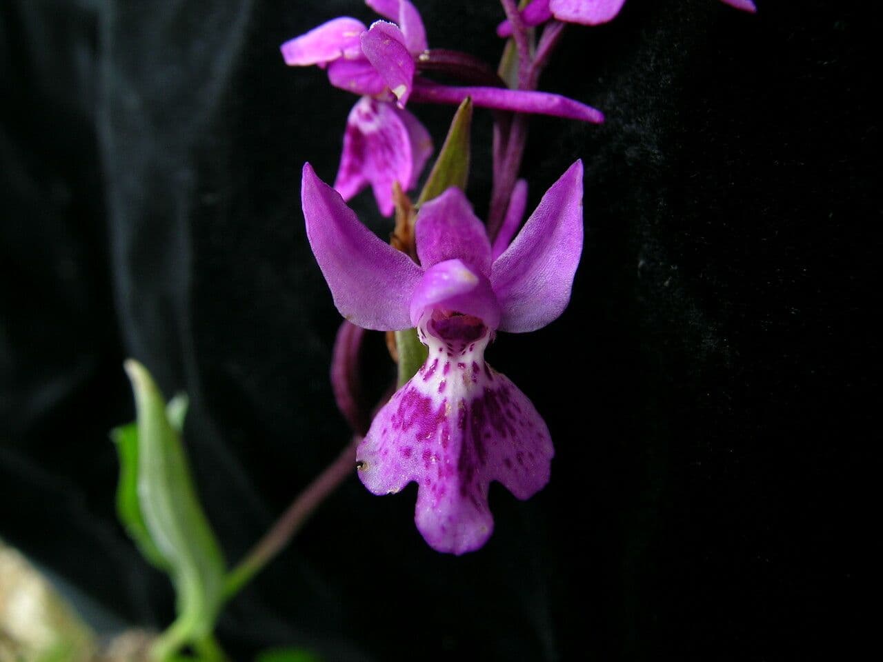 Ponerorchis chusua 2