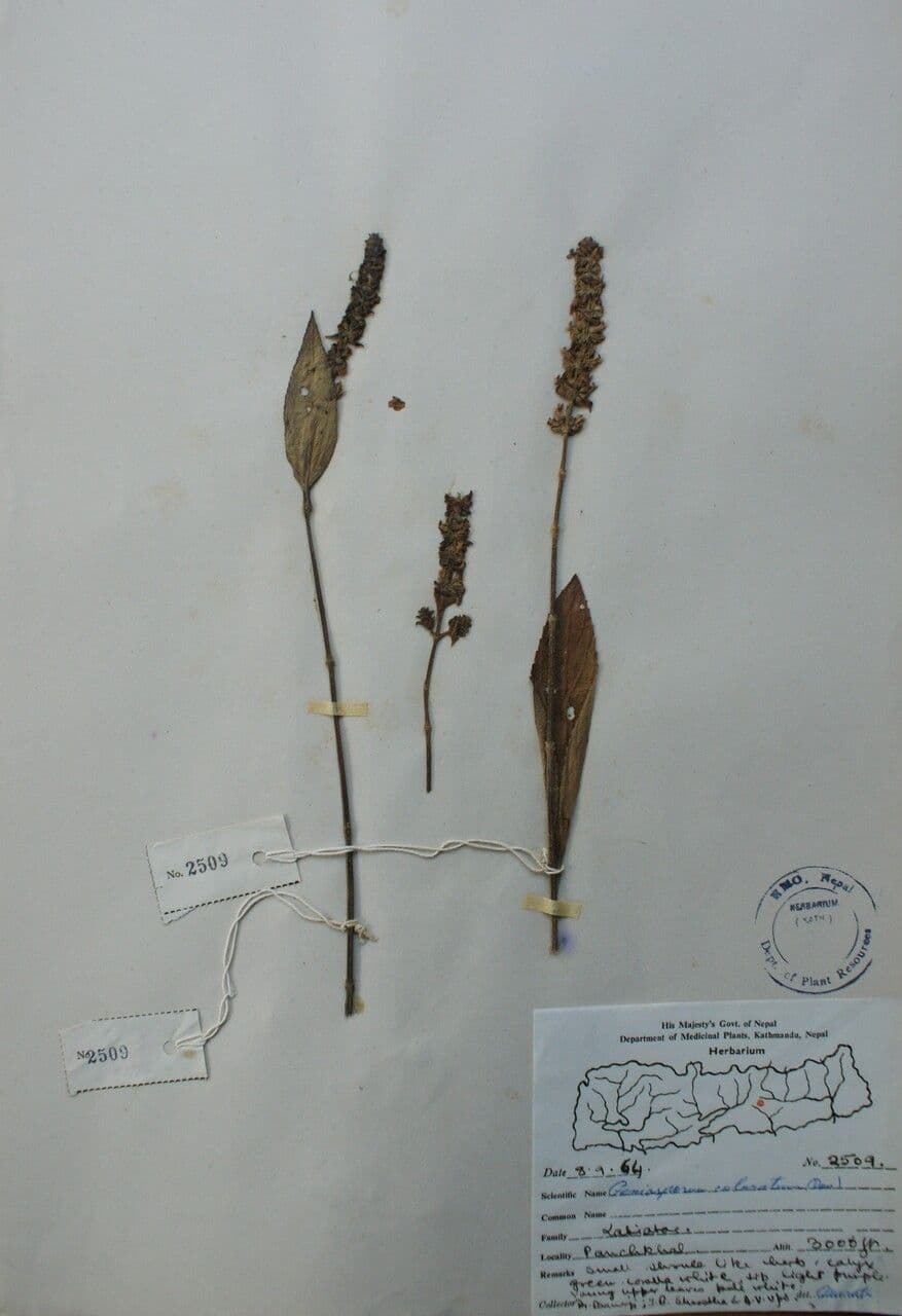 Platostoma 11