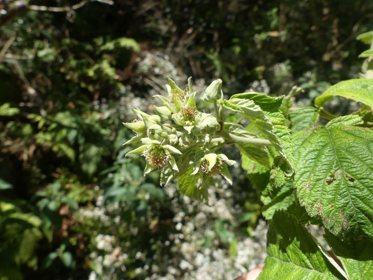 Rubus apetalus 2