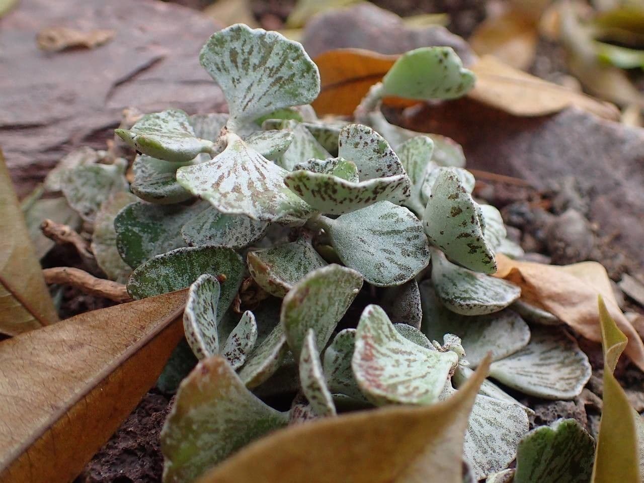 Kalanchoe romboidalna 7