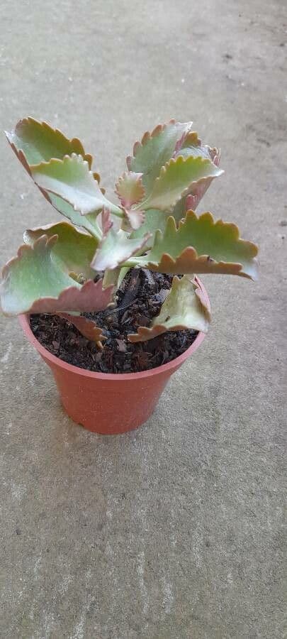 Kalanchoe esagonale 3