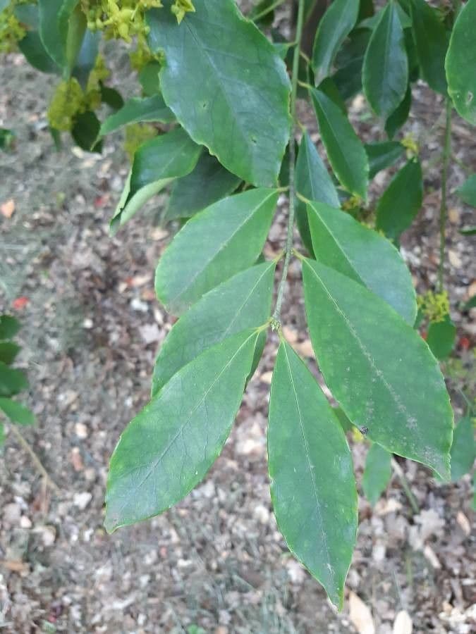 Euonymus myrianthus 13