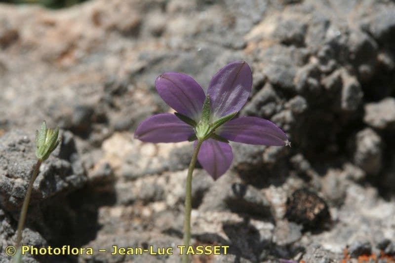 Campanula decumbente 3