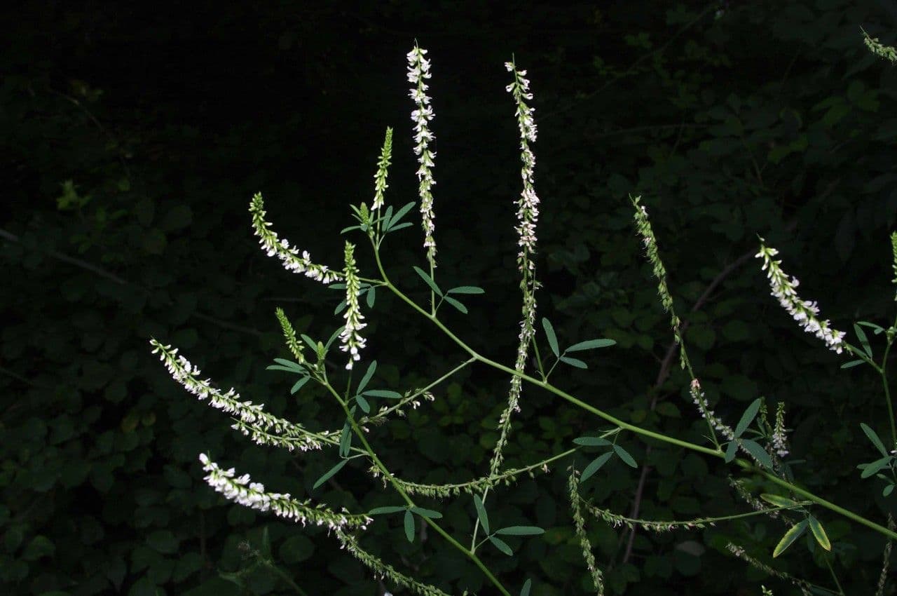 Weißer Steinklee 26