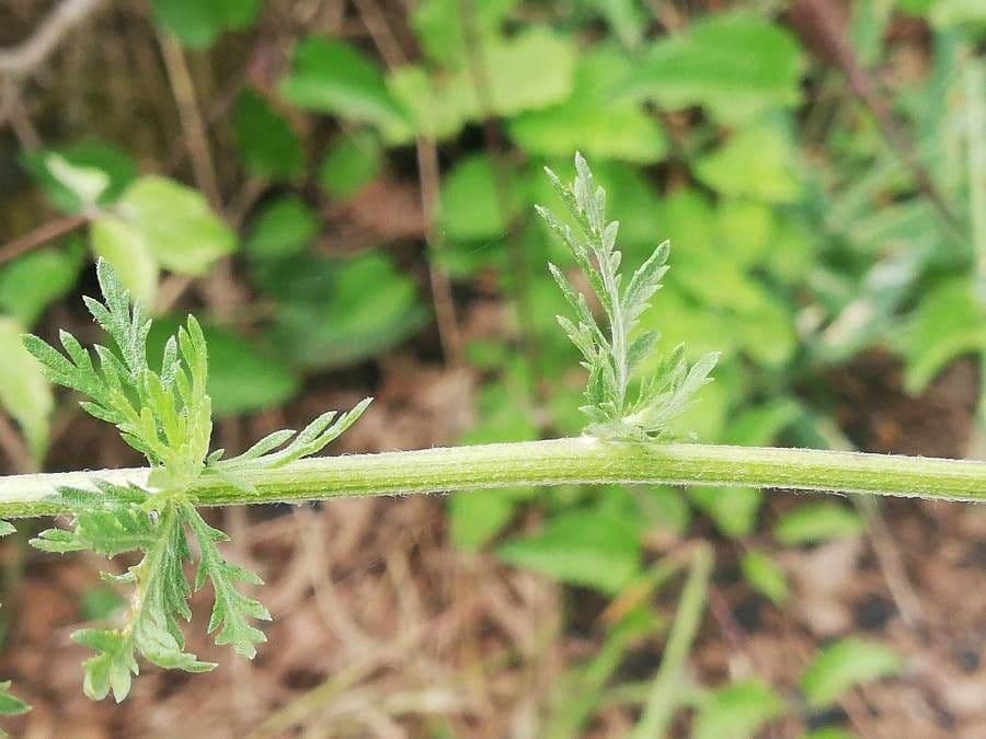 Achillea ligustica 21