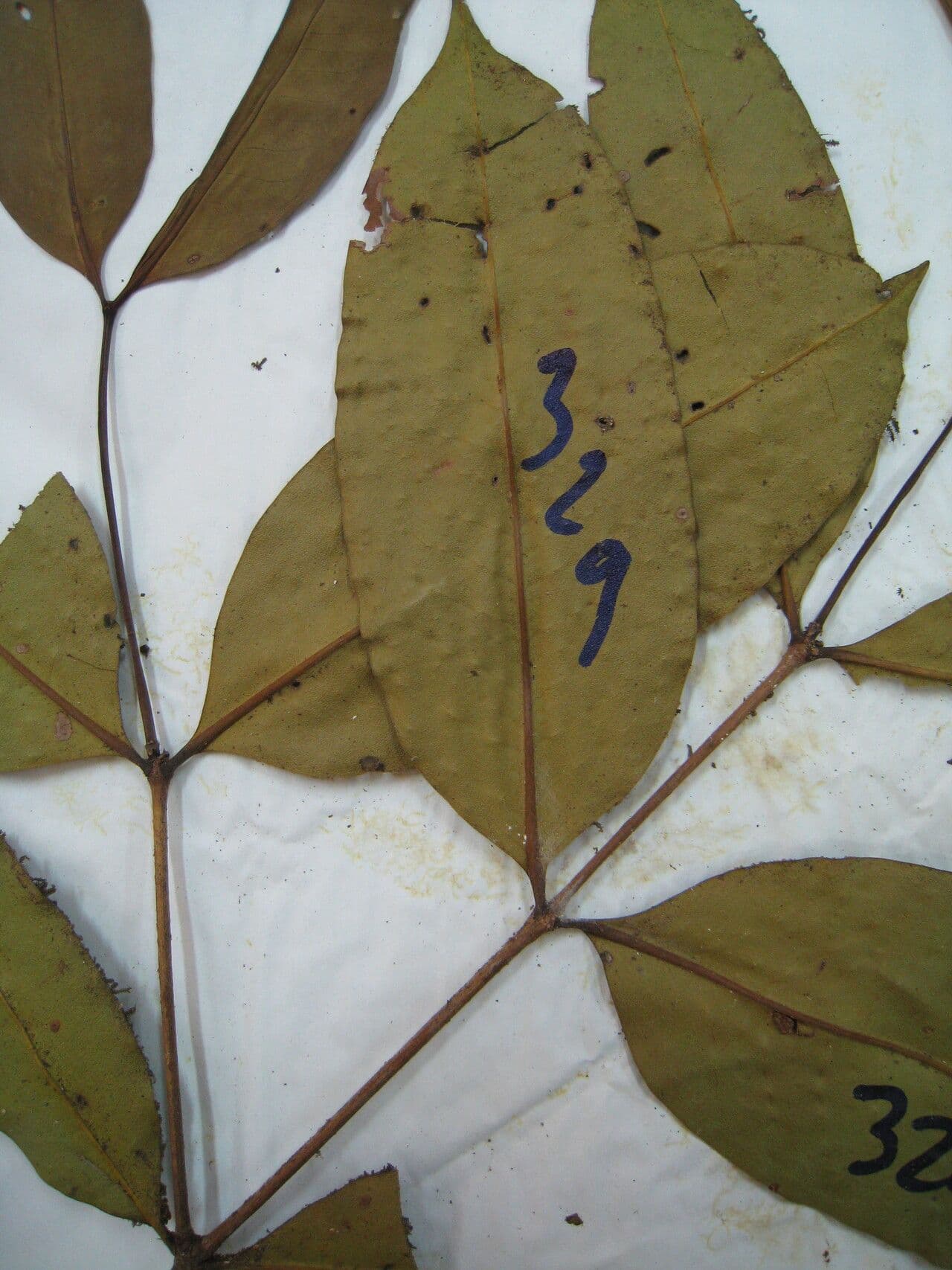 Mouriri 7