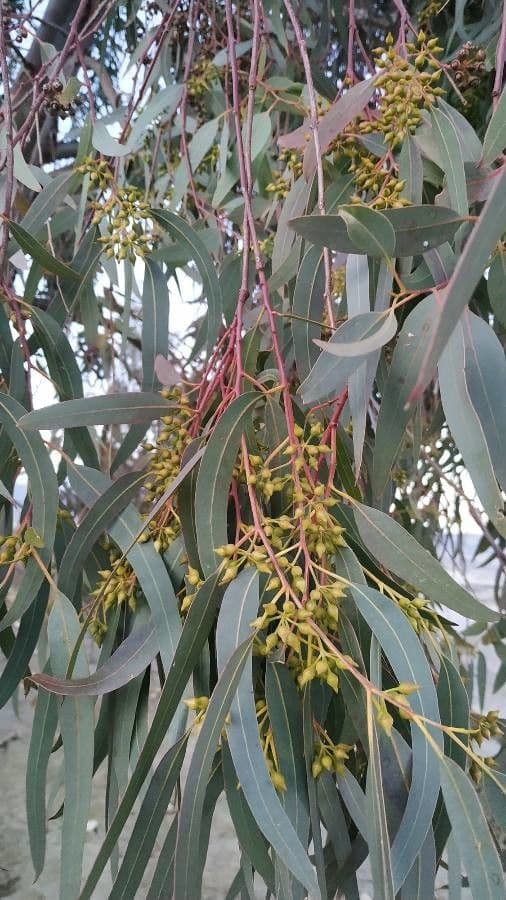 Blauer Eukalyptus 5